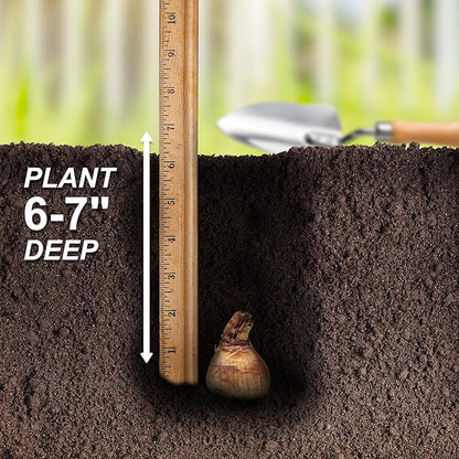 Garden State Bulb Pink Mix Daffodil Flower Bulbs, 14/16cm, Fall Planting (Bag of 250)