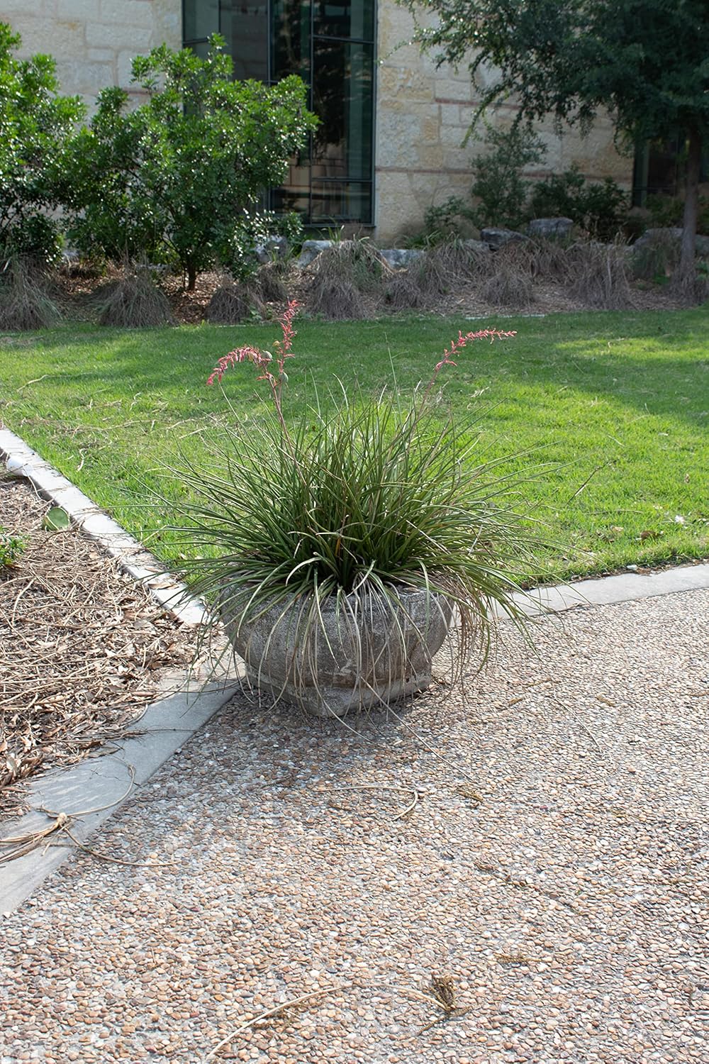 Live Succulents Plants Live Red Yucca Plant, Outdoor Plants Live Yucca Plants, Outdoor Yucca Plants Live Plants, Succulent Plants Live Outdoor Plants, Succulents Live Accent Plant by Plants for Pets