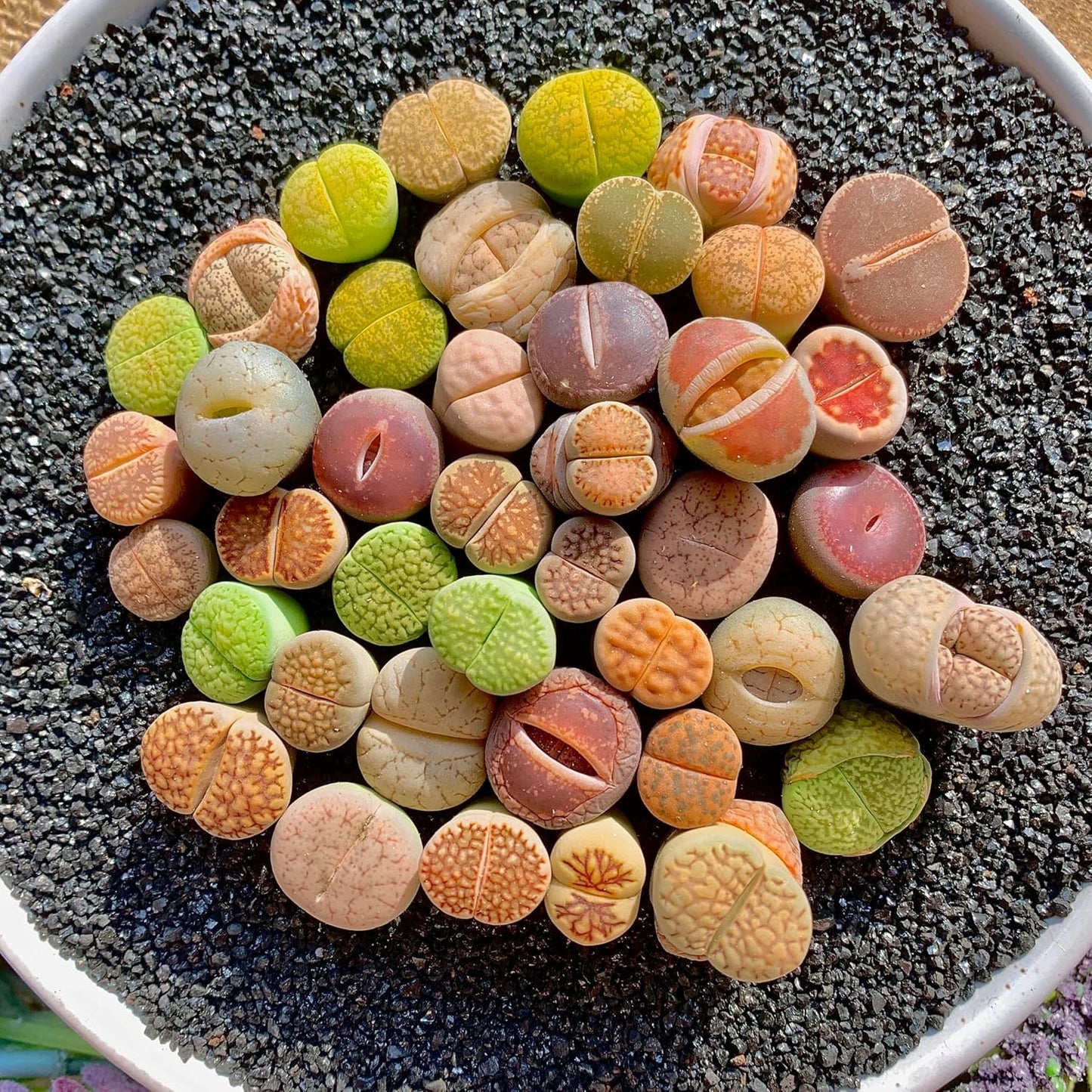 Lithops Succulent Plants Live – 0.6-0.8" 100 Pcs Rare Living Stones Mix, Succulents Bare Root Without Pot & Soil, Easy-Care Indoor Office Desk Decoration, Unique Plant Gifts for Succulent Lovers