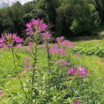 Spider Flower Seeds (Cleome hassleriana) 1000 Seeds (2 Grams)