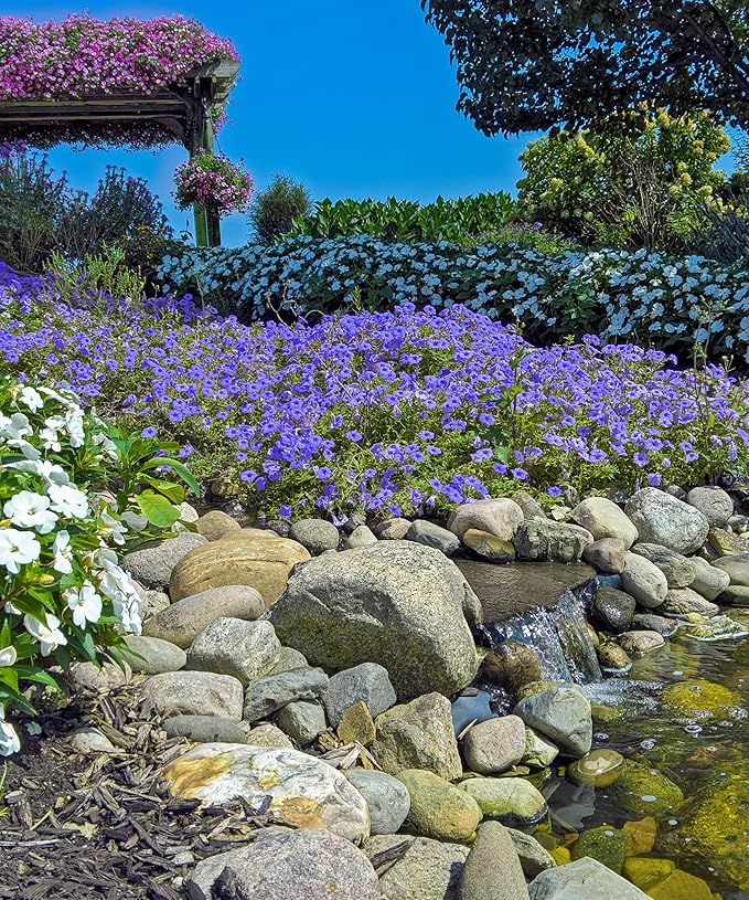 Amazing Rock Garden Flower Collection- 55 Bulbs - Featuring 4 Varieties of Flowers - Beautiful Mix of Pinks, Purples, Whites and Blues - Attracts Butterflies, Bees & Hummingbirds