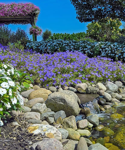 Amazing Rock Garden Flower Collection- 55 Bulbs - Featuring 4 Varieties of Flowers - Beautiful Mix of Pinks, Purples, Whites and Blues - Attracts Butterflies, Bees & Hummingbirds