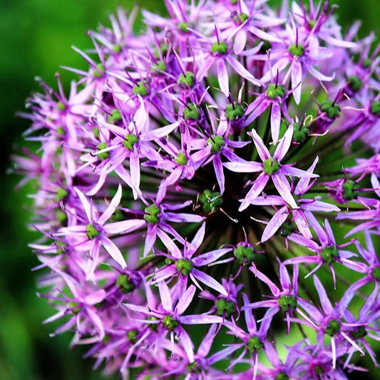 Easy to Grow Allium Purple Sensation 20 Plant Bulbs - Purple Globe Flowers in Spring to Summer, Outdoor Full Sun