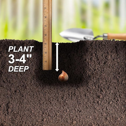 Garden State Bulb Wildflower Mix Multicolor Tulip Flower Bulbs, 6/+ cm, Fall Planting (Bag of 25)