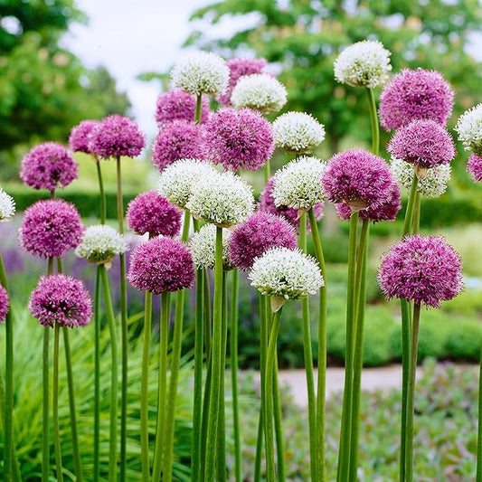 Garden State Bulb Wild About Mixed Allium Flower Bulbs, 10/12cm, Fall Planting (Bag of 25)