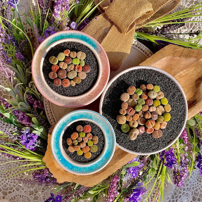 Lithops Succulent Plants Live – 0.6-0.8" 30 Pcs Rare Living Stones Mix, Succulents Bare Root Without Pot & Soil, Easy-Care Indoor Office Desk Decoration, Unique Plant Gifts for Succulent Lovers