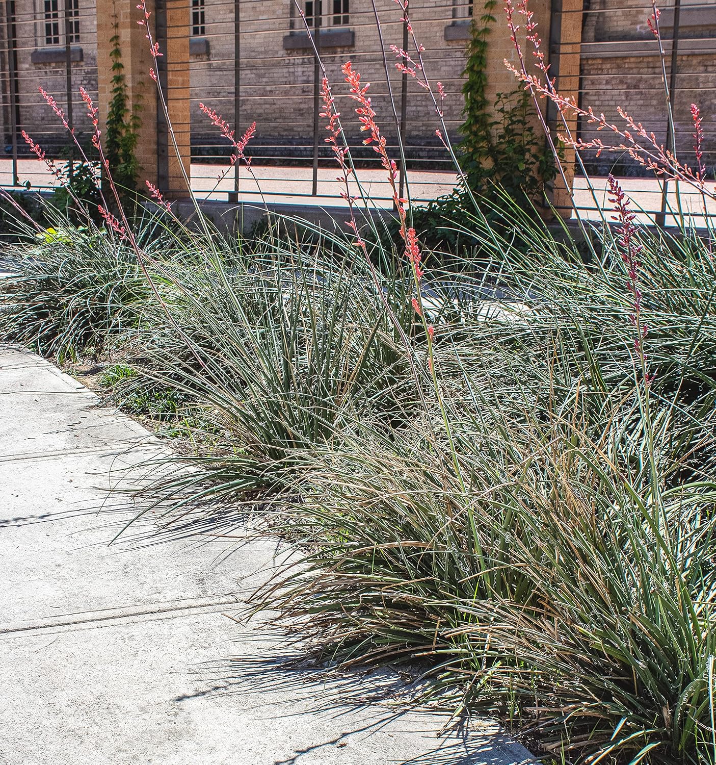 Live Succulents Plants Live Red Yucca Plant, Outdoor Plants Live Yucca Plants, Outdoor Yucca Plants Live Plants, Succulent Plants Live Outdoor Plants, Succulents Live Accent Plant by Plants for Pets